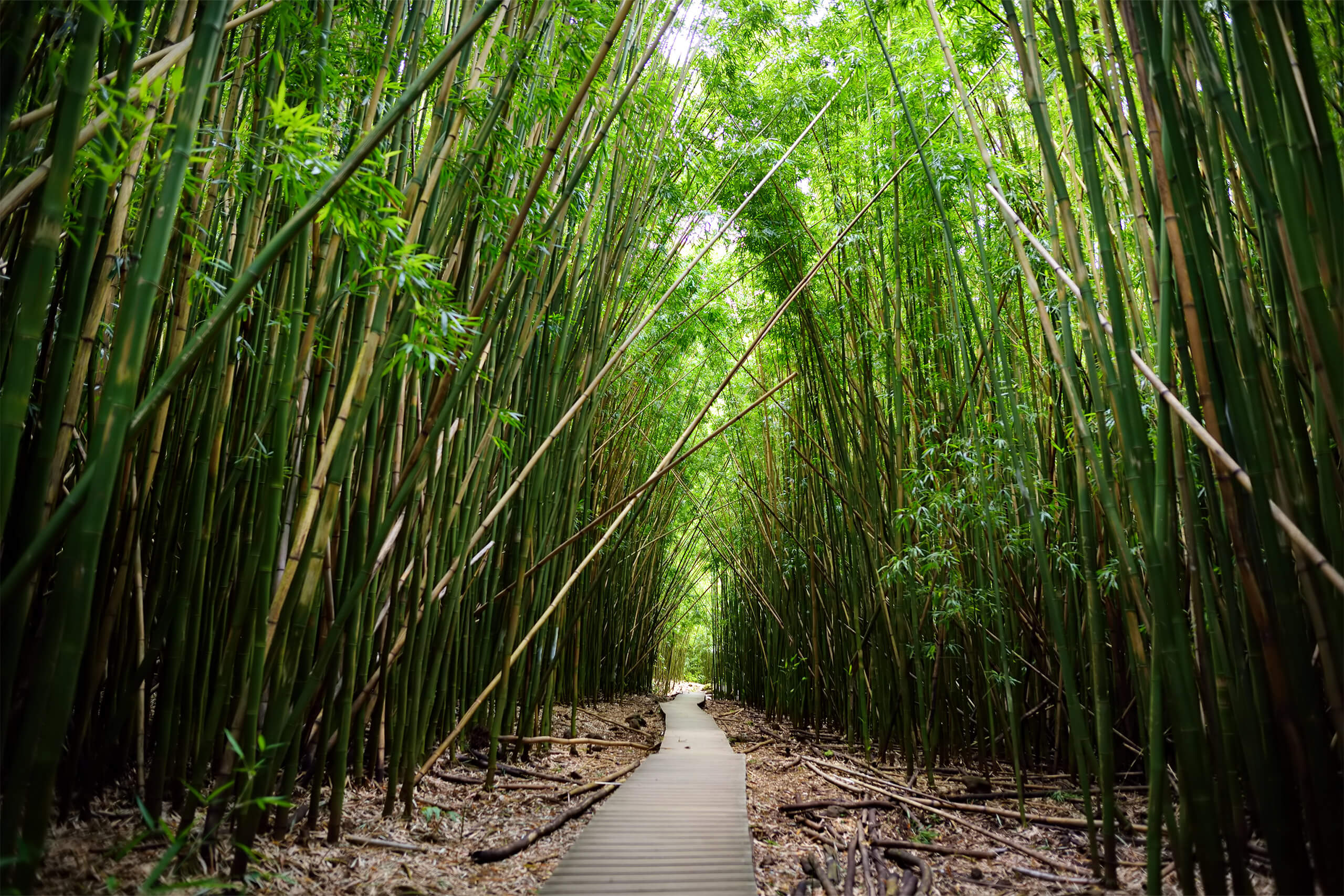 trail in bamboo forest